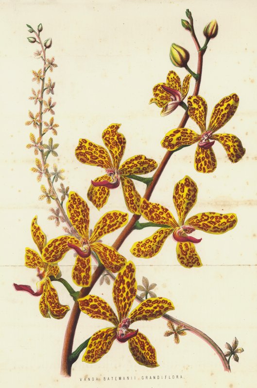 Vanda Batemanii Grandiflora (chromolitho) 作者 英语学校