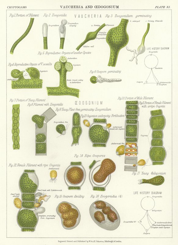 Vaucheria和Oedogonium 作者 英语学校