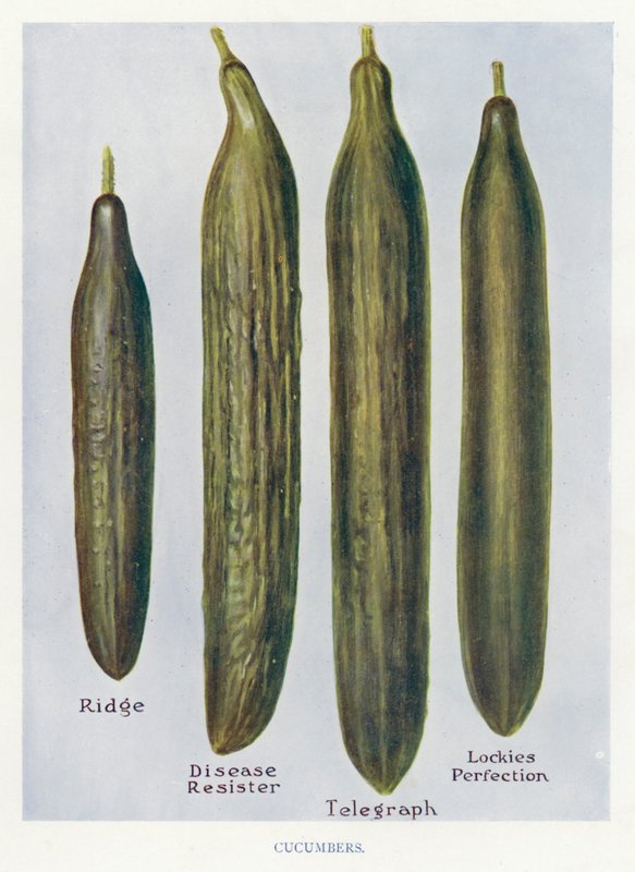 蔬菜种植者指南。黄瓜（彩色平印 作者 英语学校
