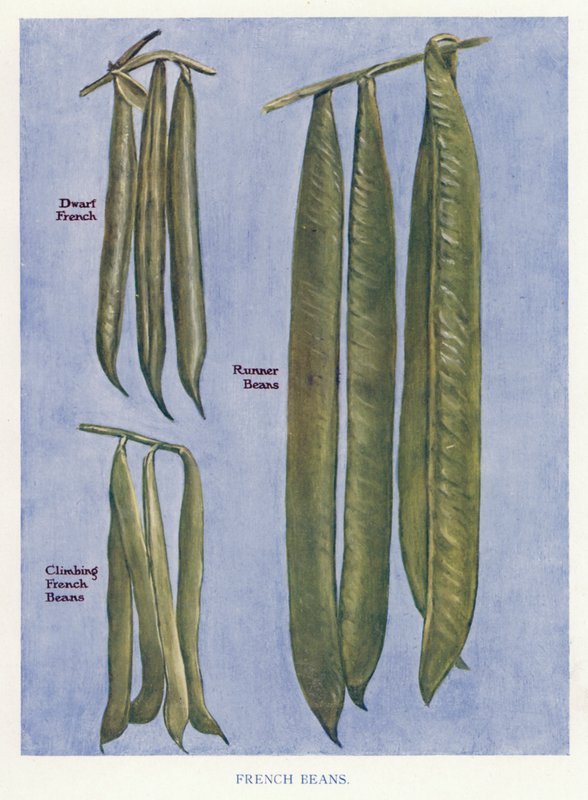 蔬菜种植者指南。法国豆(彩色平印) 作者 英语学校