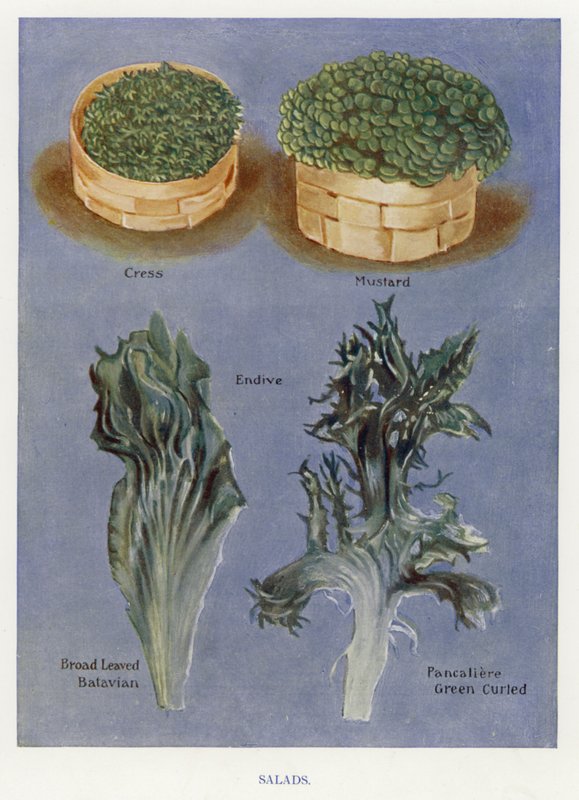蔬菜种植者指南。沙拉（彩色平版 作者 英语学校