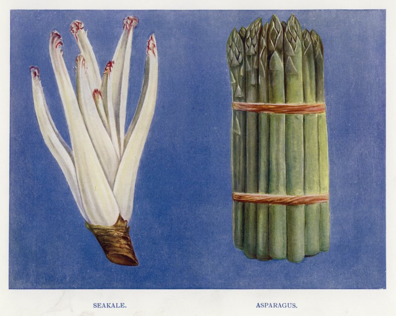 蔬菜种植者指南：Seakale、芦笋（彩色石版画） 作者 英语学校