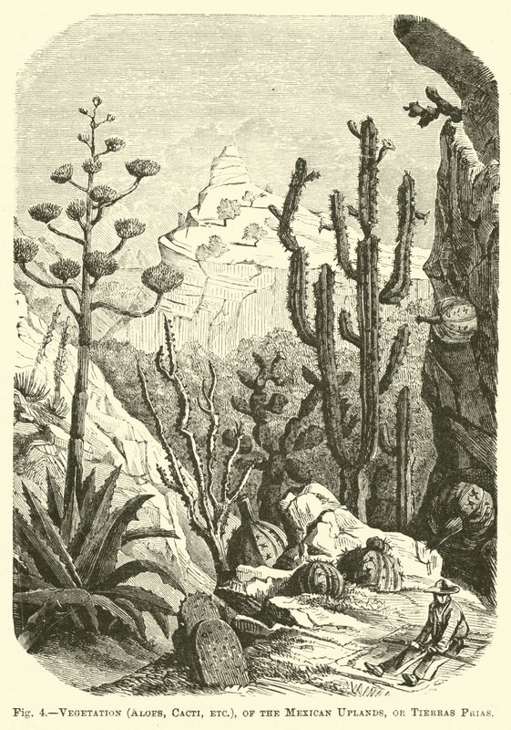 植被（芦荟，仙人掌等），墨西哥高地或Tierras Frias 作者 英语学校