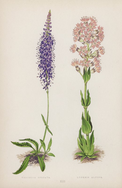 Veronica Spicata; Lychnis Alpina (color litho) 作者 英语学校