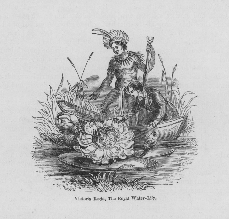 Victoria Regia, The Royal Water-Lily (coloured engraving) 作者 英语学校