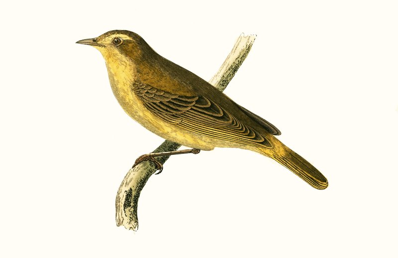 Vieillot的Willow Warbler，作者：Charles Robert Bree（1811-86）于1867年出版的“不列颠群岛未观察到的欧洲鸟类历史” 作者 英语学校