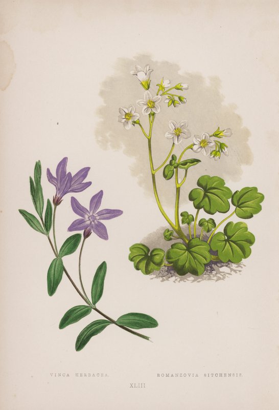 长春花；罗曼佐维亚-西钦斯（彩色石版画） 作者 英语学校