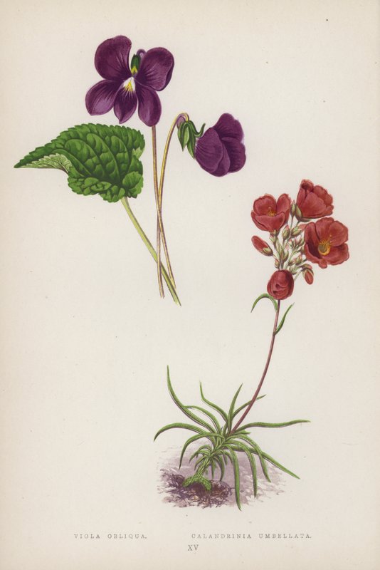 Viola Obliqua；Calandrinia Umbellata（彩色石版画） 作者 英语学校