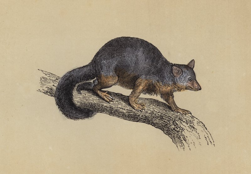 Vulpine Phalanger（彩色石版画） 作者 英语学校