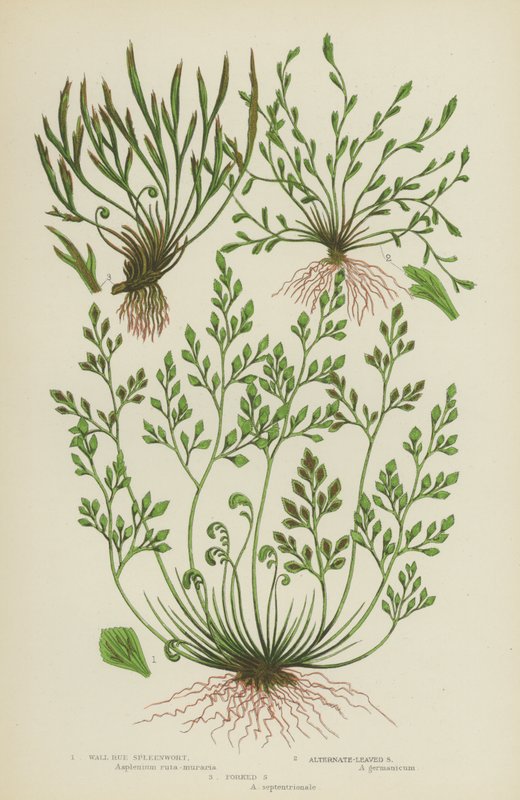 Wall Rue Spleenwort、互生叶 Spleenwort、叉状 Spleenwort（彩色平版） 作者 英语学校