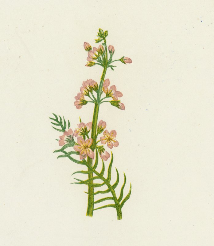 Water Violet，Hottonia Palustris 作者 英语学校
