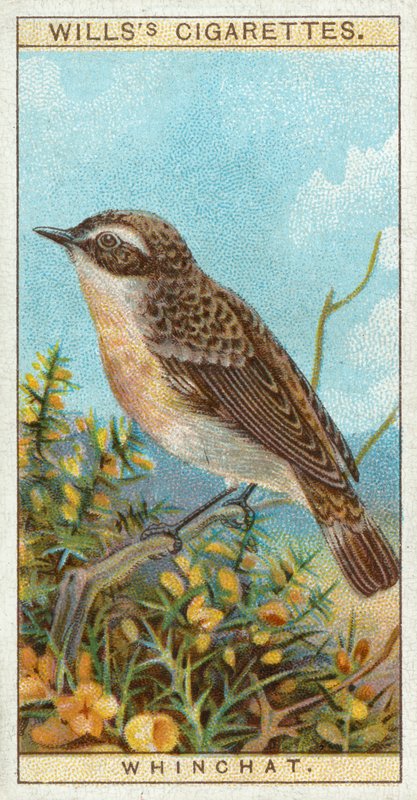 Whinchat 作者 英语学校