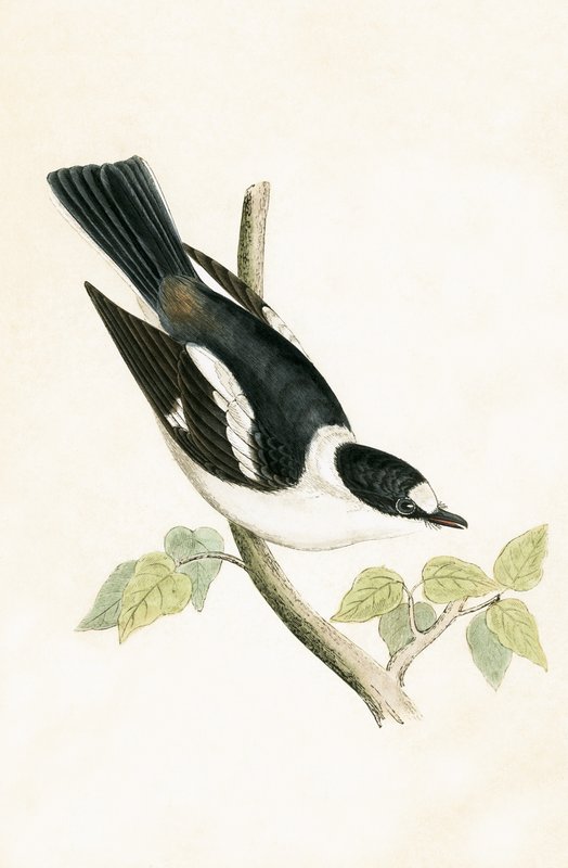 White Collared Flycatcher，插图来自&39;不列颠群岛未观察到的欧洲鸟类历史&39;，作者Charles Robert Bree（1811-86），1867年出版 作者 英语学校