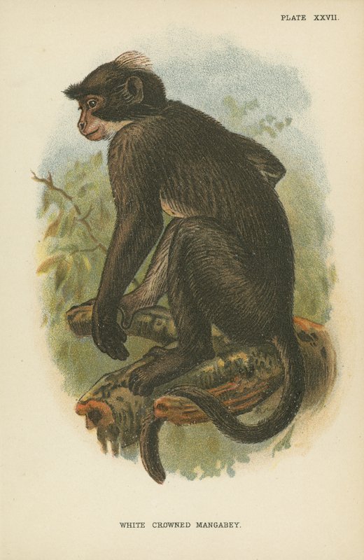 白冠Mangabey 作者 英语学校