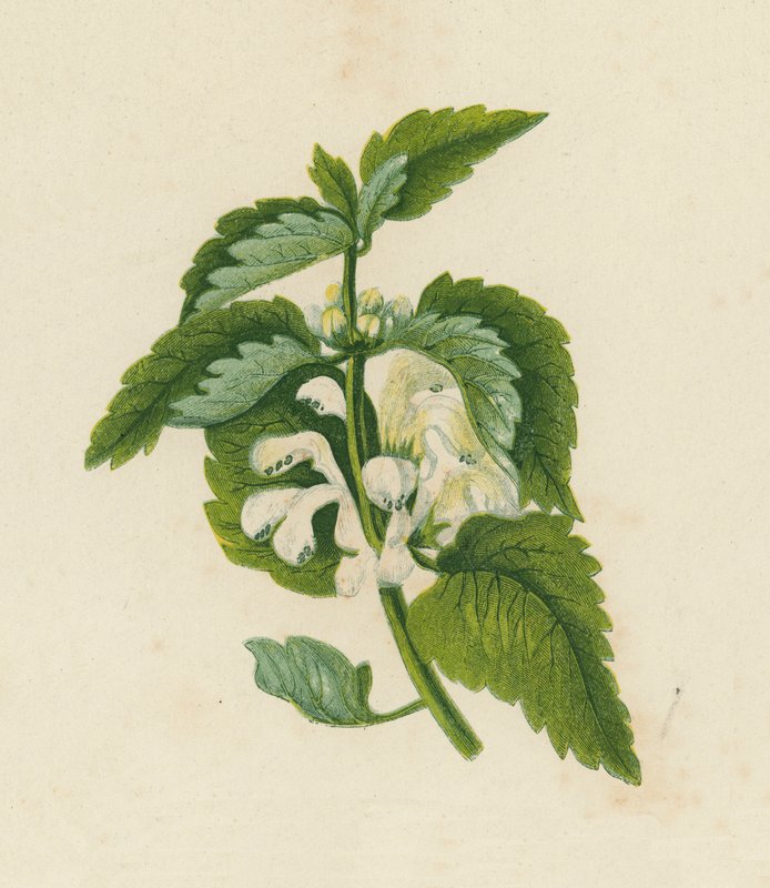 白死荨麻，Lamium Album（彩色石版画） 作者 英语学校