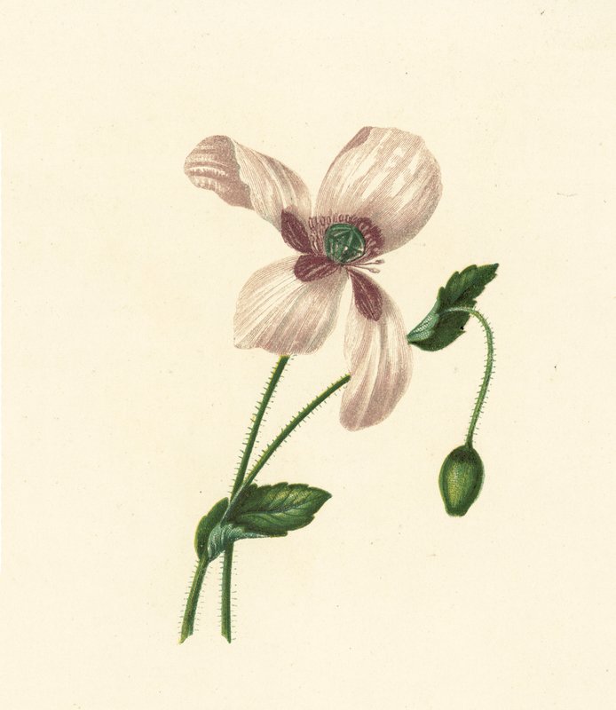 白罂粟，Papaver Somniferum（彩色石版画） 作者 英语学校