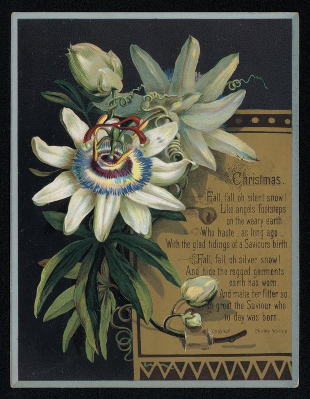 White passion flower, Christmas greetings card. (chromolitho) 作者 英语学校