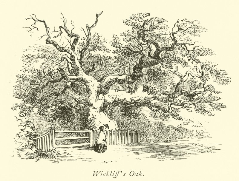 Wickliffs Oak 作者 英语学校