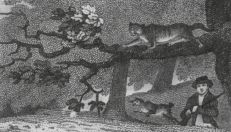 野猫（雕刻） 作者 英语学校