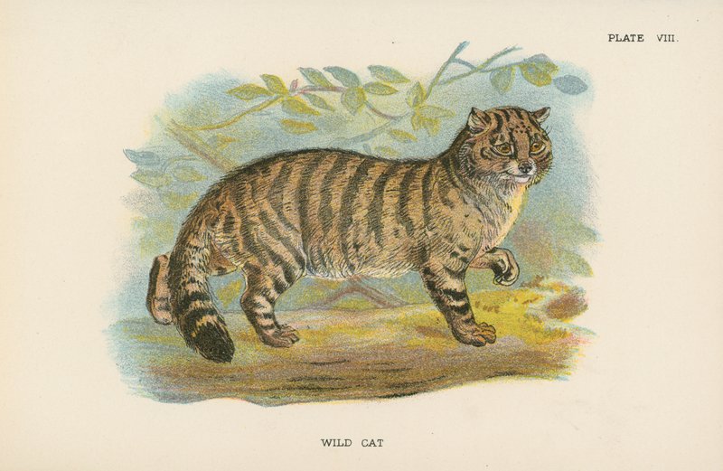 野猫 作者 英语学校