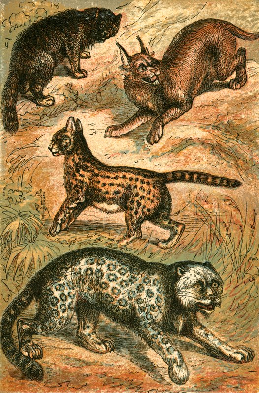 野猫，Ser猫，盎司和Ca猫 作者 英语学校
