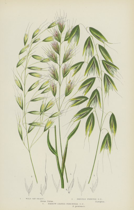 Wild Oat Grass, Bristle Pointed Oat Grass, Narrow Leaved Perennial Oat Grass (colour litho)   1431324   zh       chinese Successfully Translated  Original: The Marne at Varenne-Saint-Hilaire Translat: The Marne at Varenne-Saint-Hilaire 1456476 zh chinese S 作者 英语学校
