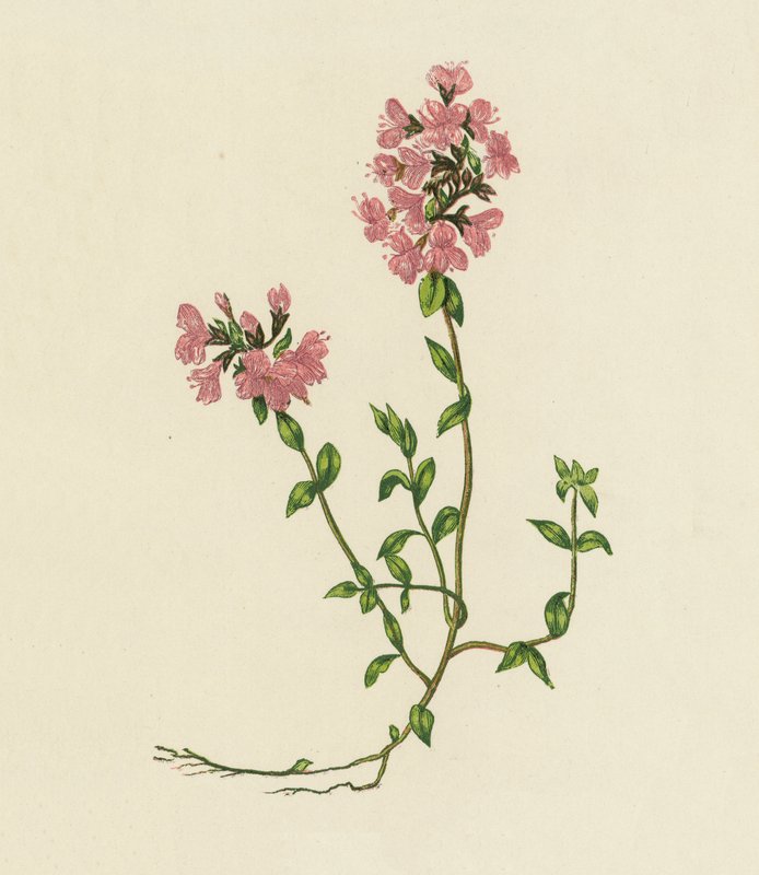 野百里香，Thymus Serpyllum（彩色石版画） 作者 英语学校