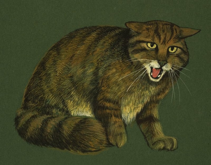 野猫 作者 英语学校