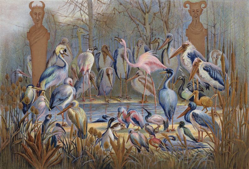 智者或非智者，鸟类研究（chromolitho） 作者 英语学校