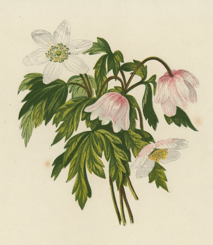 木海葵（彩色石版画） 作者 英语学校