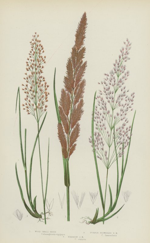 木质小芦苇、紫花小芦苇、狭长小芦苇（彩色石版画） 作者 英语学校