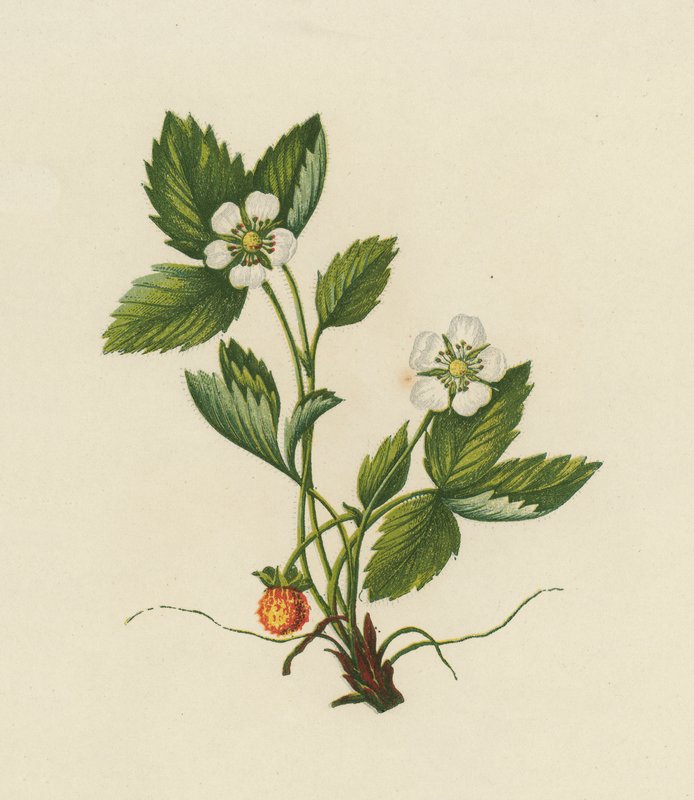 木质草莓，Fragaria Vesca（彩色印刷）。 作者 英语学校