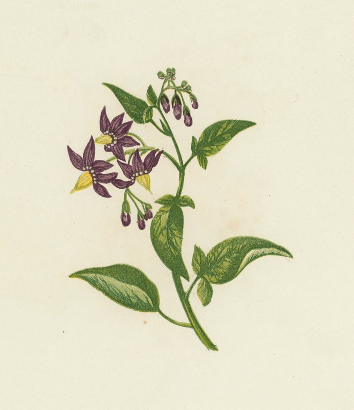 木犀草，或称苦甘草，Solanum Dulcamara（彩色印刷）。 作者 英语学校