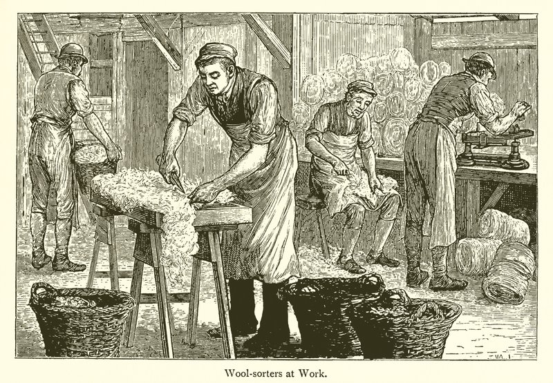 羊毛种类 作者 英语学校