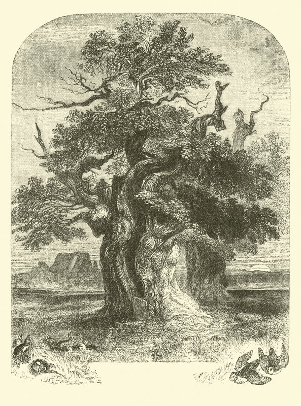 Yardley Oak 作者 英语学校