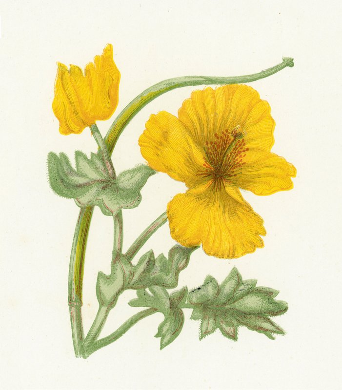 黄色角罂粟，Glaucium Luteum 作者 英语学校