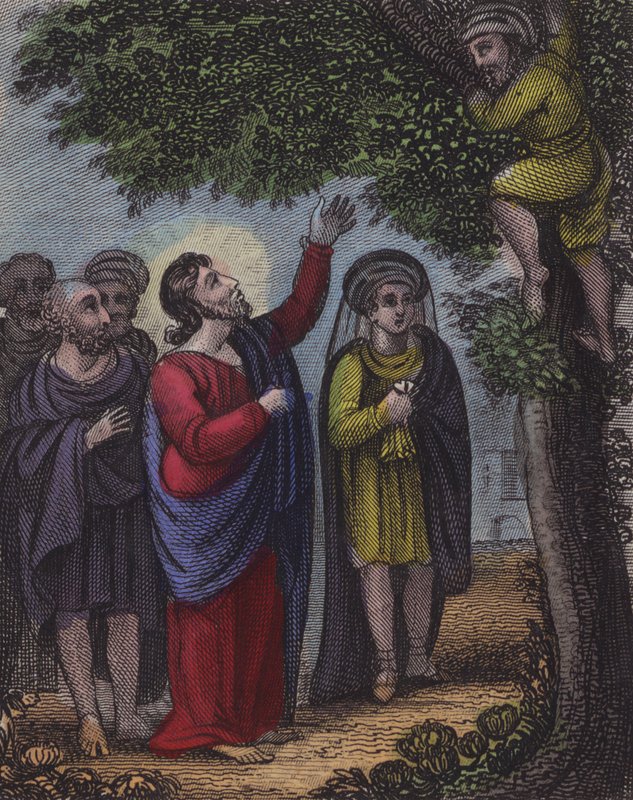 Zaccheus 爬上树......（彩色雕刻） 作者 英语学校