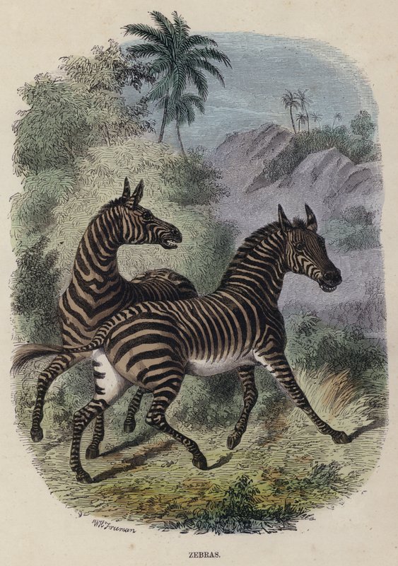 Zebras (coloured engraving) 作者 英语学校