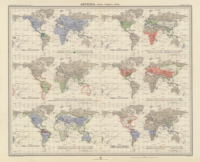 动物地理学：两栖类、无脊椎动物、Urodela、Apoda（彩色石版画） 作者 英语学校