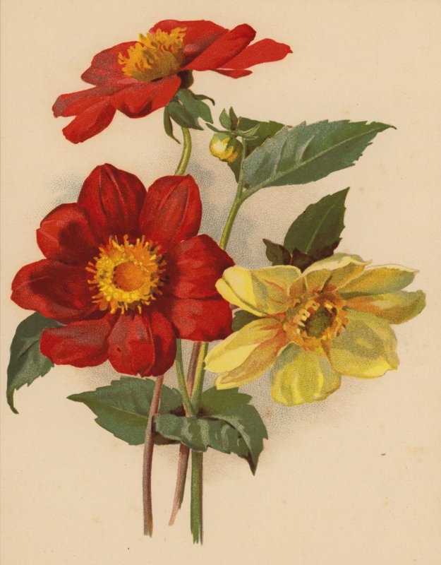Single Dahlias (chromolitho)   1398252   zh       chinese Successfully Translated  Original: The Processionary Fool Translat: The Processionary Fool 1430129 zh chinese Successfully Translated Original: Sir Thomas Parry, Comptroller of the Household to Eliz 作者 埃塞尔·C·尼斯贝特