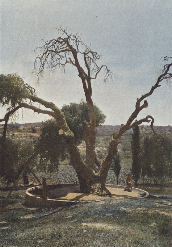 希伯伦，Chene De Mamre Ou Chene DAbraham 作者 欧洲摄影师