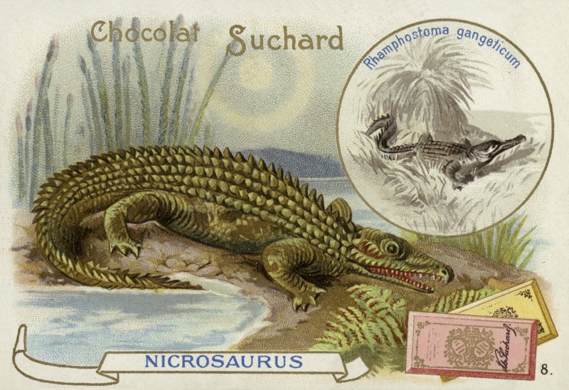 Nicrosaurus和鳄鱼 作者 欧洲学校