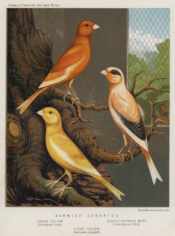 Norwich Canaries，透明黄色，Cayenne-Fed，均匀标记的浅黄色，Cayenne-Fed，透明黄色，自然色 作者 欧洲学校