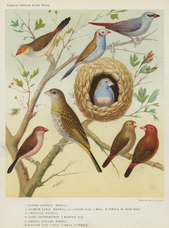 橙色颊喙，绯红色的有耳的Waxbill或Cordon Bleu，男性，女性在仓促巢，Cinereous Waxbill，年轻的藏红花雀科4个月大，共同的非洲Waxbill，非洲火雀，男性，女性 作者 欧洲学校