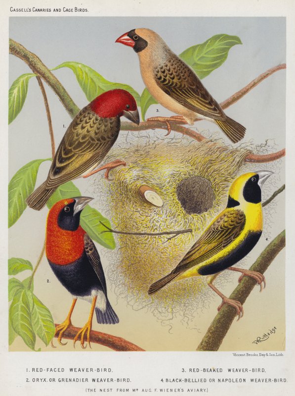 Red-Faced Weaver-Bird，Red-Beaked Weaver-Bird，Oryx或Grenadier Weaver-Bird，Black-Bellied或Napoleon Weaver-Bird 作者 欧洲学校