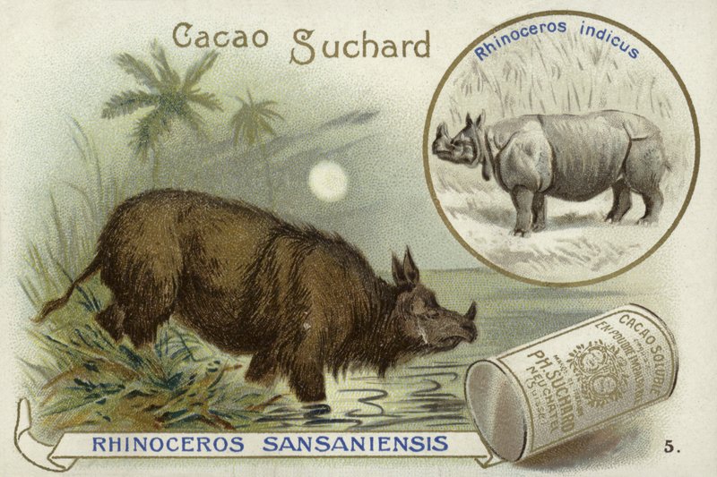 Rhinoceros Sansaniensis和印度犀牛 作者 欧洲学校