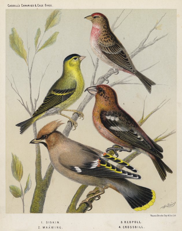 Siskin，Waxwing，Redpoll，Crossbill 作者 欧洲学校