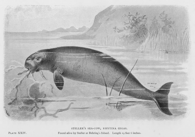 Steller的海牛，Rhytina Gigas 作者 欧洲学校