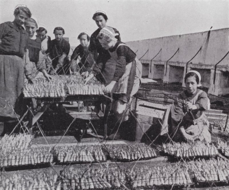 Drying sardine (b/w photo) 作者 欧洲摄影师