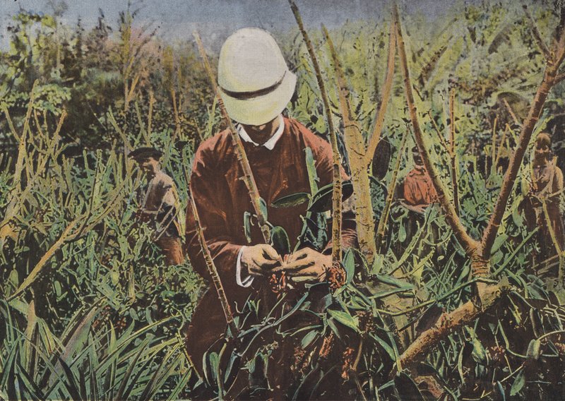 香草的人工施肥 作者 欧洲摄影师